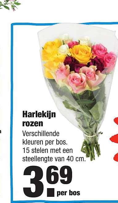 Harlekijn Rozen Aanbieding Bij ALDI 1Folders Nl