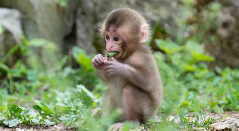 HD wallpaper: Baby Macaque Monkey, brown monkey, Animals, Wild, Cute ...