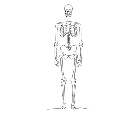 Premium Vector Abstract Fulllength Human Skeleton Handdrawn