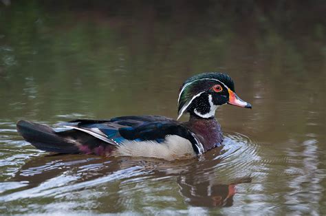 Stunning Wood Ducks | WP3 Photography