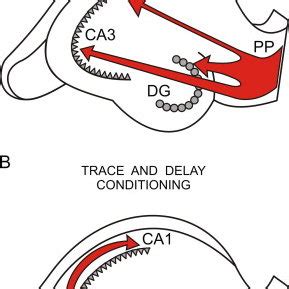 A Diagrammatic Representation Of The Major Changes In Synaptic Strength