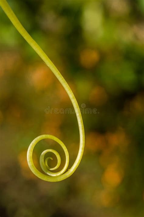 Swirl Stock Photo Image Of Moustache Plant Nature 102877840