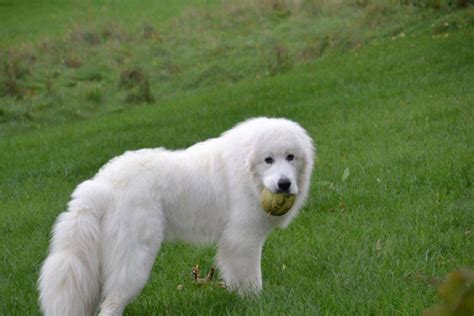 Cane Da Montagna Dei Pireni Scheda Completa Di Questa Razza