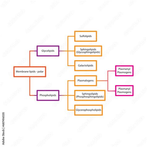 Diagram Showing Classification Of Lipids Storage Lipids Membrane