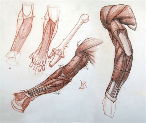 Character Design Collection Arms Anatomy Arm Anatomy Human Anatomy