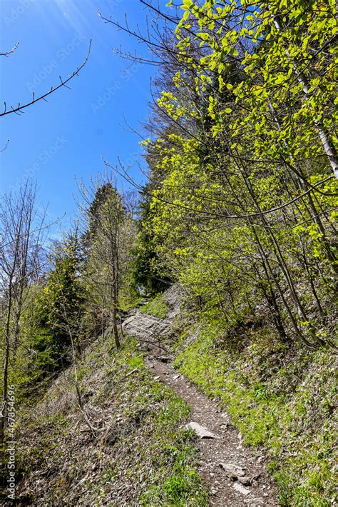 Interlaken Harder Kulm Wald Waldweg Wanderer Schutzwald