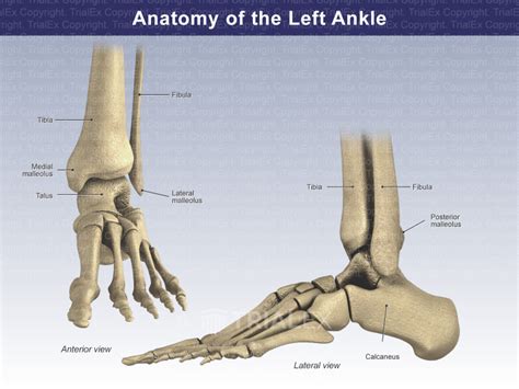 Anatomy Of The Left Ankle Trialquest Inc