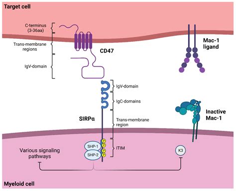 Cd Sirp Innate Immune Checkpoint On Neutrophils Encyclopedia Mdpi