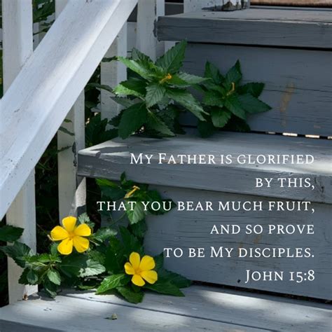 John 158 My Father Is Glorified By This That You Bear Much Fruit And