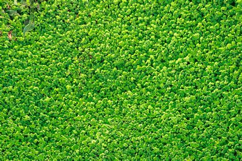 Fotos Gratis árbol Césped Planta Campo Hoja Flor Musgo Algas Vegetación Arbusto