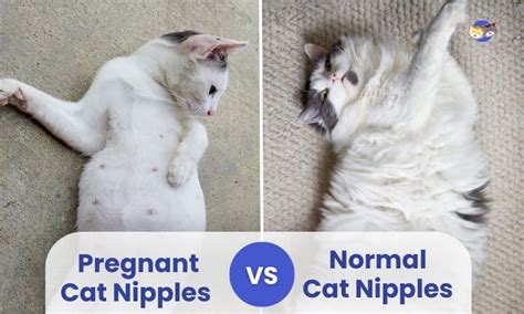 Pregnant Cat Nipples Vs Normal What Do They Look Like Off