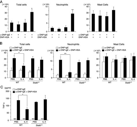 IL 4 Inhibits IgE Induced Neutrophil Recruitment Into The Peritoneal