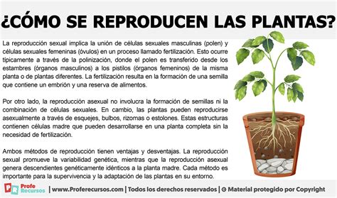 Información sobre cómo se reproducen las plantas Nucleo Jardin