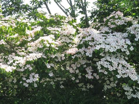 Cornus Kousa Satomi P Pini Res Ripoche Nantes Divatte Sur Loire