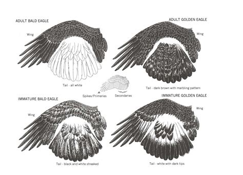 Eagle Feather Diagram FWS Gov