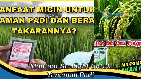 Kamu Wajib Tau Ini Manfaat Sunlight Untuk Tanaman Padi Yang Wajib