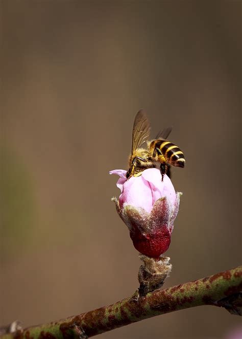 Bi Insekt Pollinera Gratis foto på Pixabay Pixabay