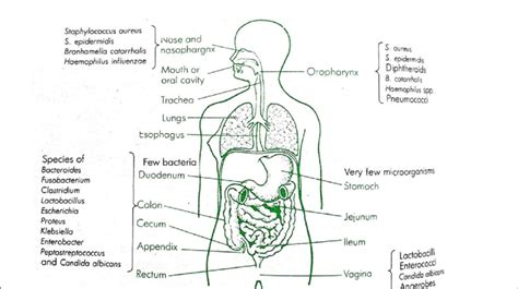 Human Physiology [6] | Download Scientific Diagram