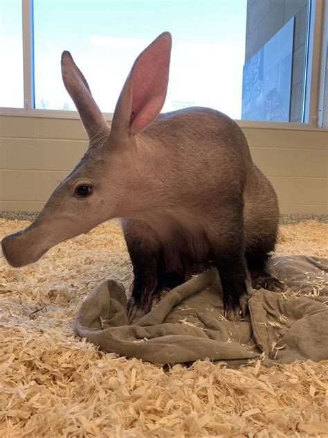 Nashville Zoo On Twitter Join Us In Welcoming Our Very First Aardvark