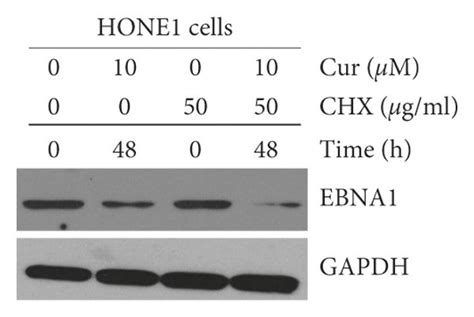 Effects Of Curcumin On Transcription Expression And Half Time Of