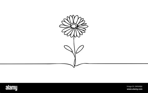 Daisy Flower In Continuous Line Art Drawing Style Chamomile One Line