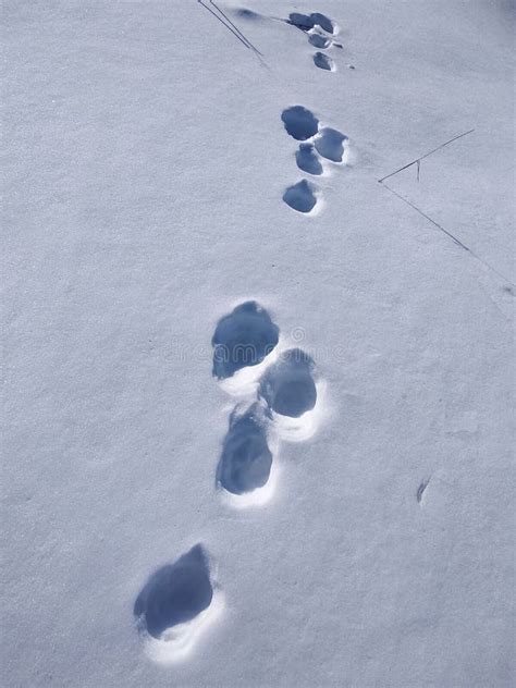 Animal footprints on snow stock photo. Image of road - 110949744