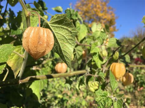 Cape Gooseberry – Truelove Seeds