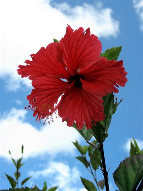 red hibiscus Free Photo Download | FreeImages