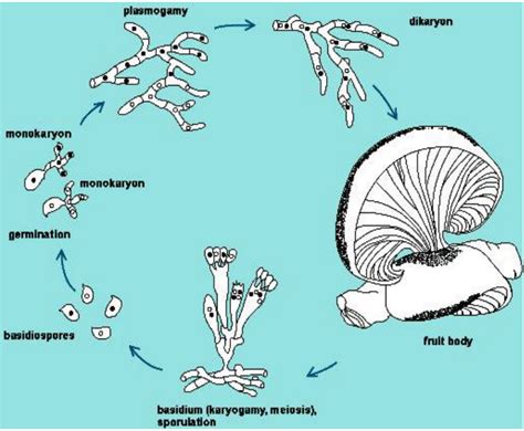 Life Cycle Of The Oyster Mushroom Pleurotus Ostreatus Source