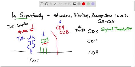 ⏩SOLVED:Name the two main types of T cells and state their… | Numerade