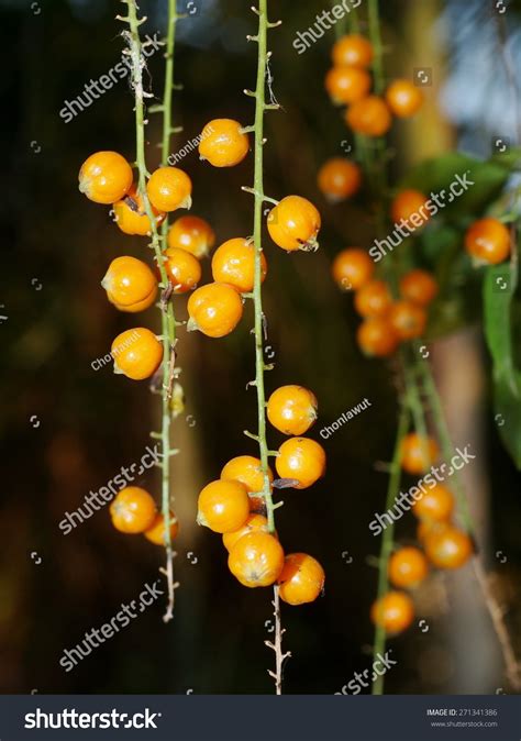 Group Light Orange Color Fruits Seed Stock Photo 271341386 | Shutterstock