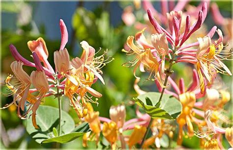 Japanese Honeysuckle Lonicera Japonica Purpurea Flower Garden