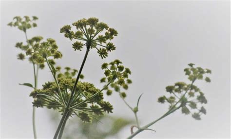 How To Grow Medicinal Plants At Home In Pots Terraces And Backyard