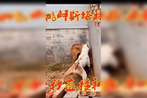 新来马犬挑衅斯塔福，当lk出笼瞬间被制服，不料闪电做法更是惊人 猛犬 猎犬