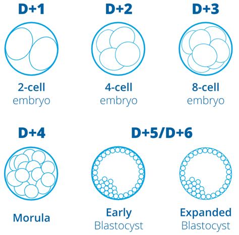 What is a Blastocyst or embryo transfer on day 5? | Eugin