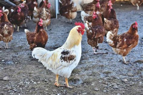 Contract Poultry Farming In India Profits Companies Agreement How