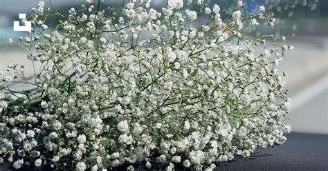 Foto Flores Blancas Con Gotas De Agua Imagen La Respiración Del Bebé