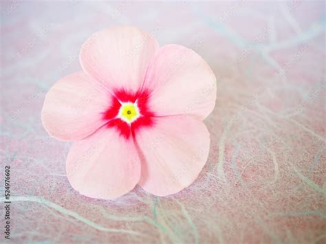 Pink Flower Periwinkle Madagascar Catharanthus Roseus Isolated On