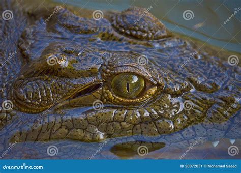 Crocodile In The Nile River Stock Image | CartoonDealer.com #28872031