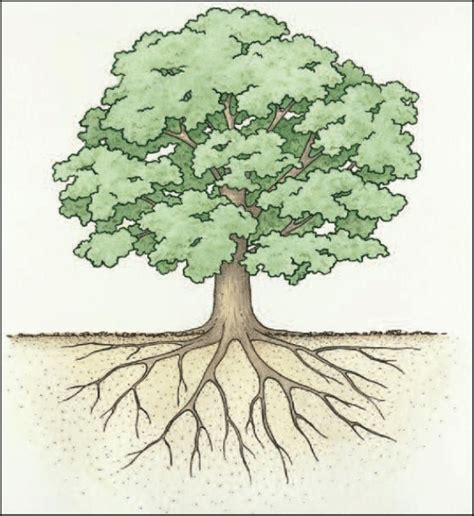 Tree Root System Diagram