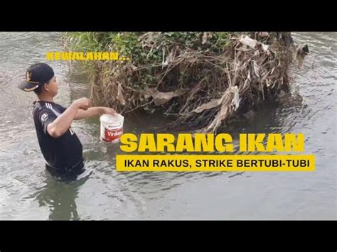 Mancing Di Sungai Strike Bertubi Tubi Youtube