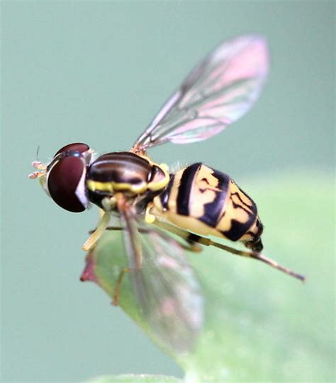 Syrphid Fly Toxomerus Geminatus Bugguide Net