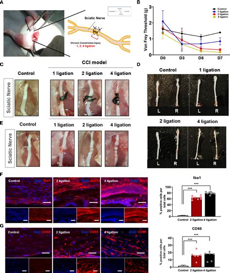 Frontiers Mesenchymal Stem Cell Spheroids Alleviate Neuropathic Pain