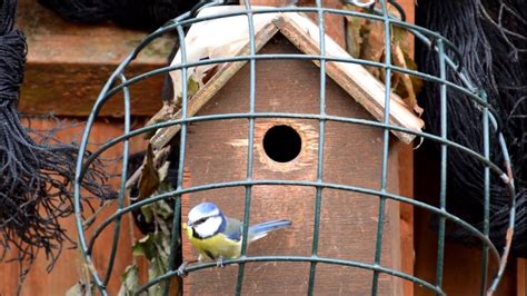 Blue Tit Bird Box Telegraph