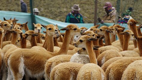 Esquila de la fibra de Vicuña ejemplo destacado de conservación y