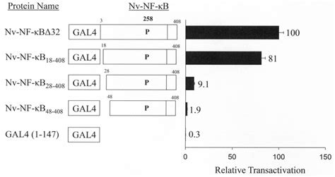 Analysis Of Transactivation By N Terminal Deletion Mutants Of Nv Nf