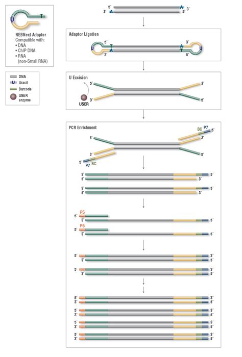 Nebnext Adapter Ligation Efficiency Seqanswers