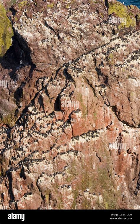 St Abbs Nature Reserve, Berwickshire, Scotland Stock Photo - Alamy