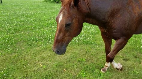 Horse In Front Yard Youtube