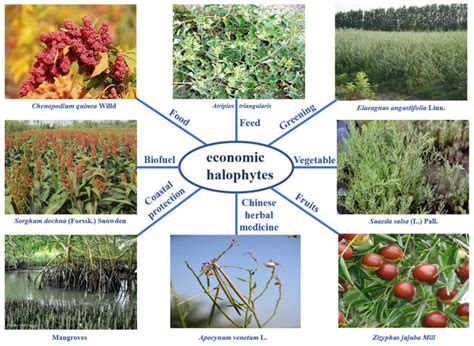 Representative species of halophytes applied in China. | Download ...